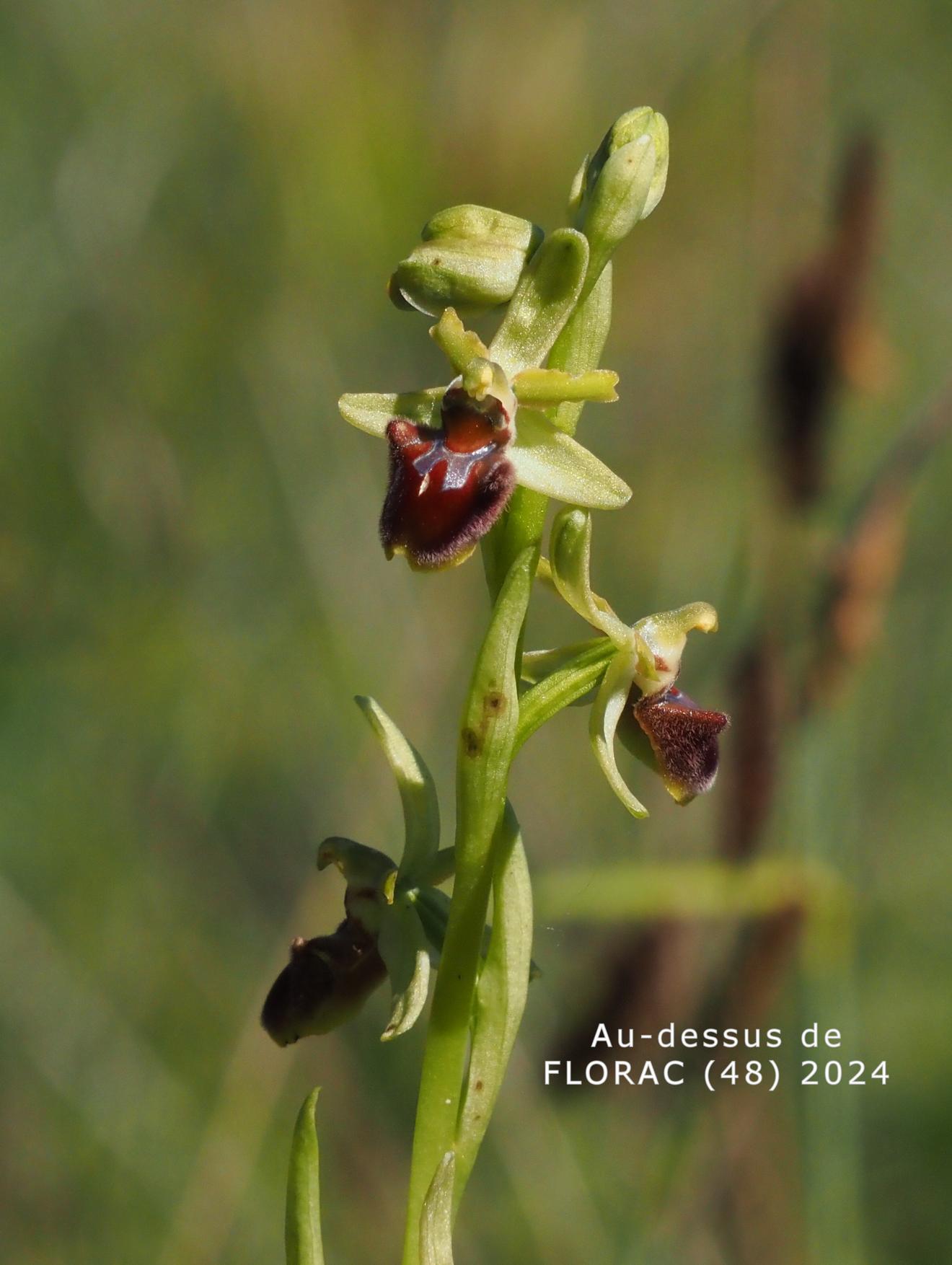 Orchid, Early Spider